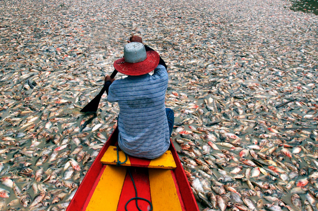 Sjön Rei i Brasilien är full med döda fiskar efter månadslång torka drabbade området 2005. Foto: AP